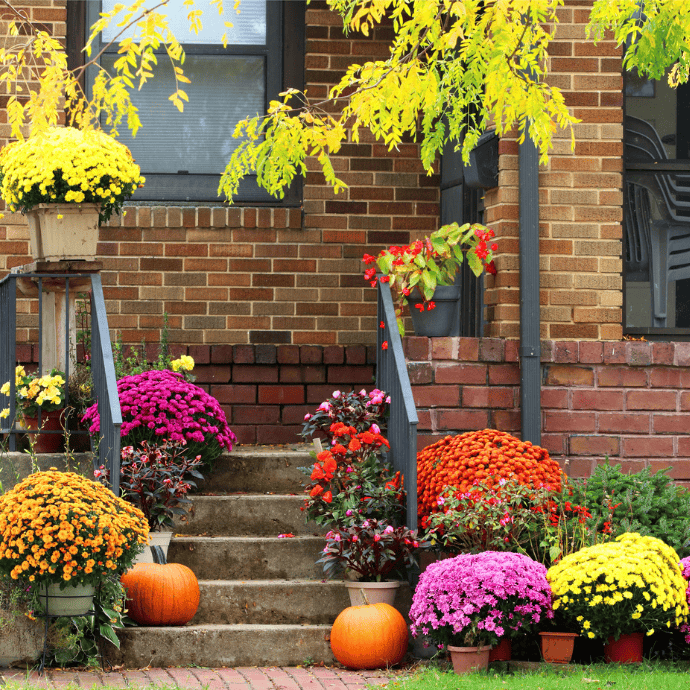 A brick house with a front porch decorated with colorful potted chrysanthemums, pumpkins, and green plants. The steps are lined with flowers in yellow, orange, purple, and pink, creating a vibrant autumn scene.